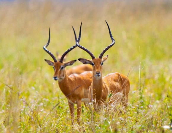 3 Days Safari from Dar es Salaam to Mikumi National Park