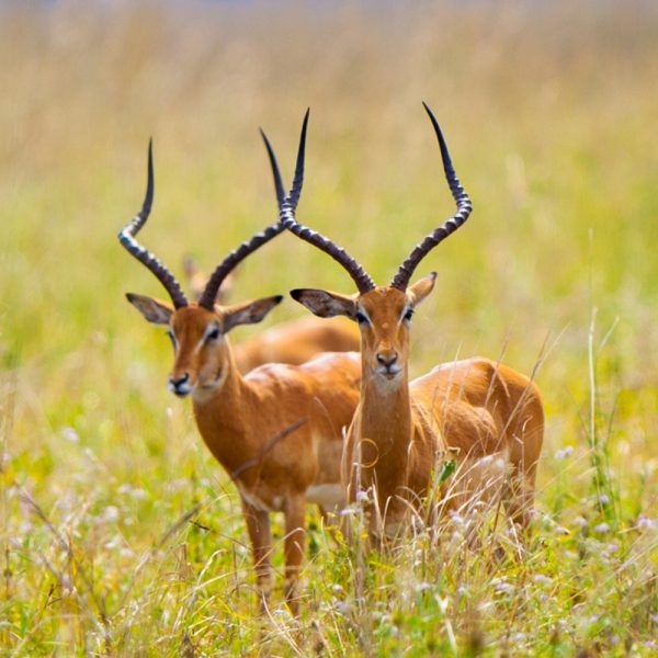 3 Days Safari from Dar es Salaam to Mikumi National Park
