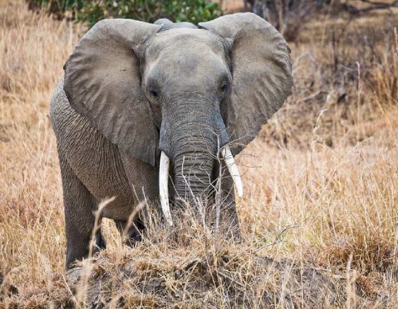 3 Days Safari from Dar es Salaam to Nyerere National Park