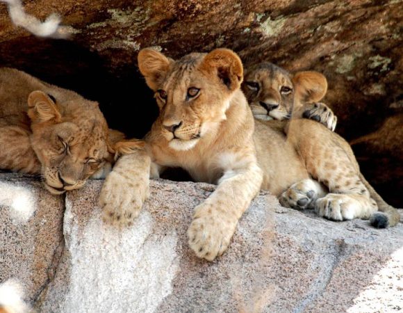 2Days/1Night Safari from Dar es salaam to Mikumi National Park