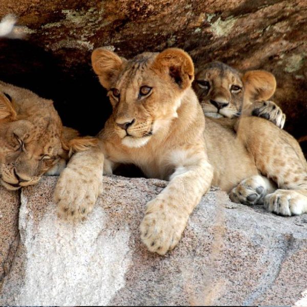 2Days/1Night Safari from Dar es salaam to Mikumi National Park