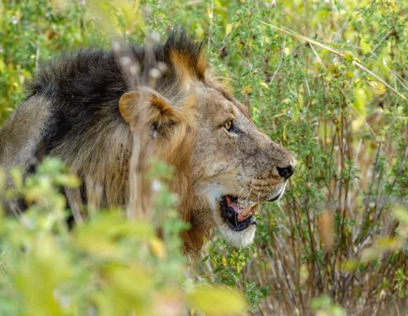 1 Day Private Safari to Mikumi National Park by Train