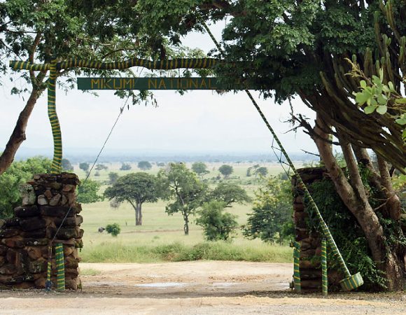 2-Day Trip To Mikumi National Park, Choma Waterfalls and Hiking Mountain Uluguru (Sharing Package)