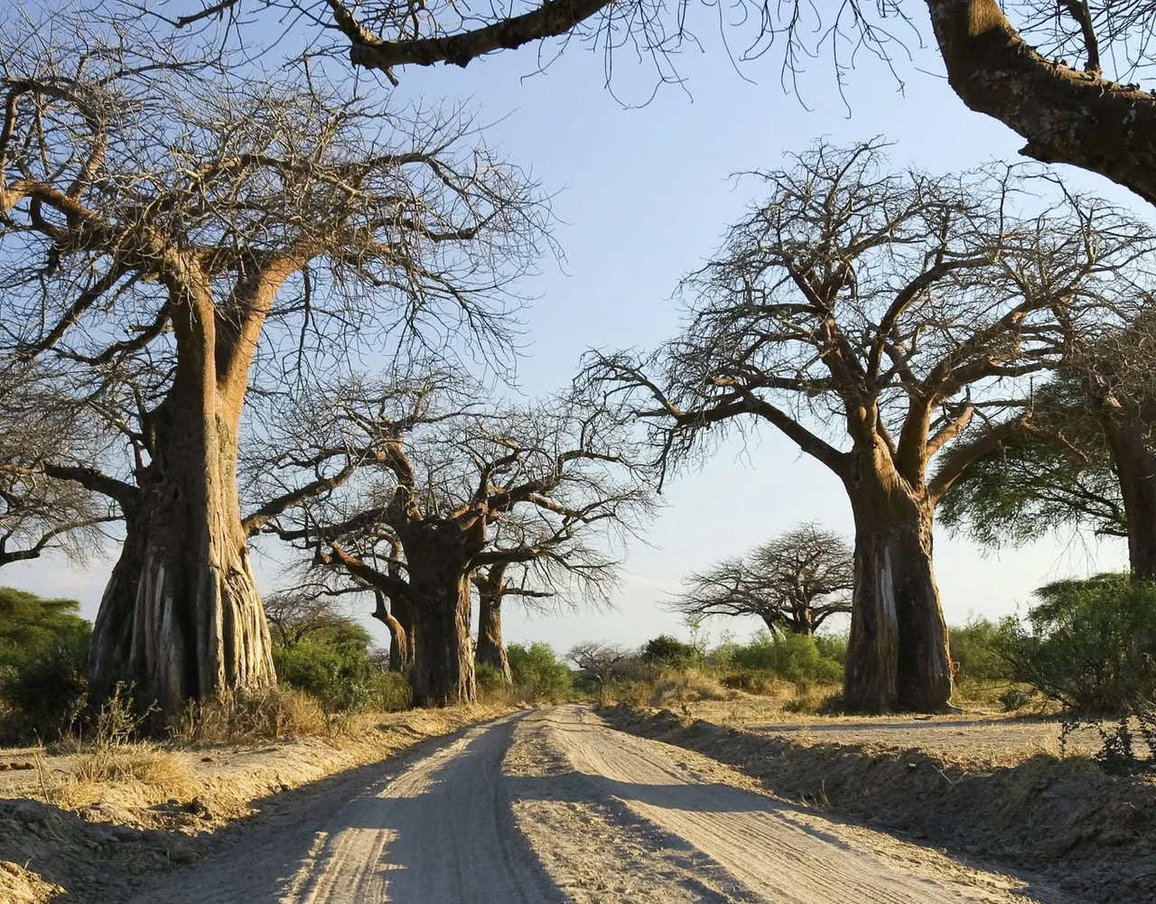 Ruaha National Park
