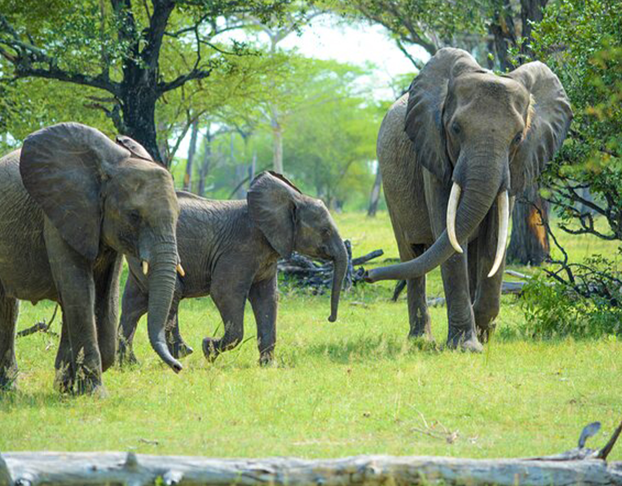Nyerere National Park